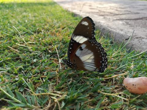 Hypolimnas misippus