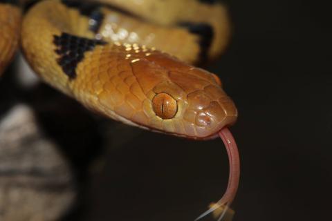 Eastern Tiger Snake