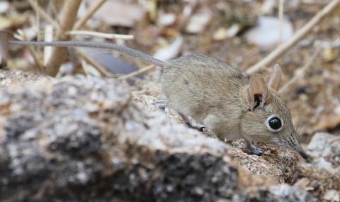 Rock elephant shrew