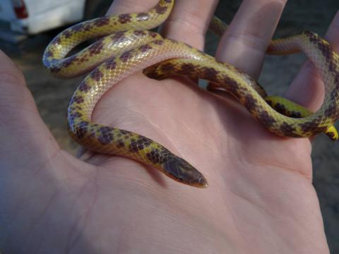 Elongate Quill-snouted Snake
