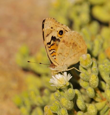 Junonia orithya