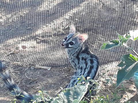 Small-spotted genet