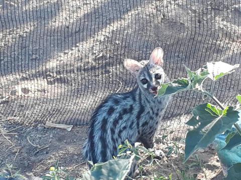Small-spotted genet