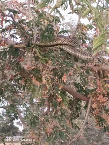 Grey-bellied Grass Snake