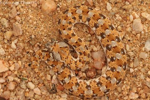 Horned Adder