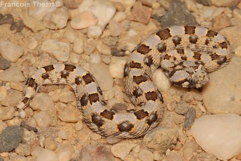 Horned Adder