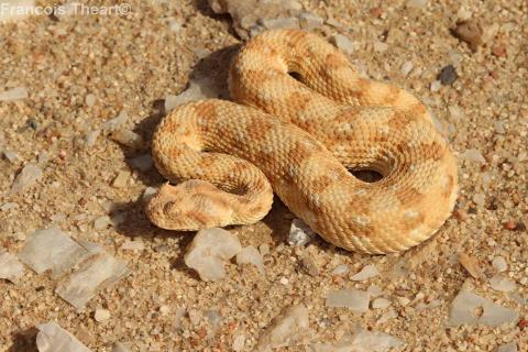 Horned Adder