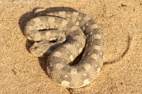 Horned Adder