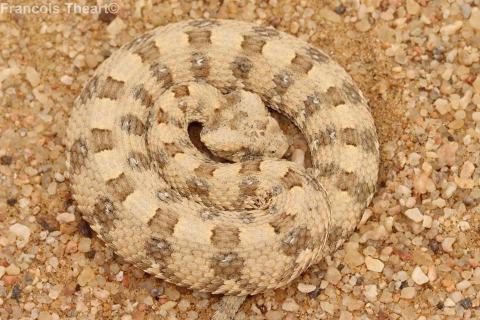 Horned Adder