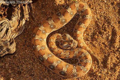 Horned Adder
