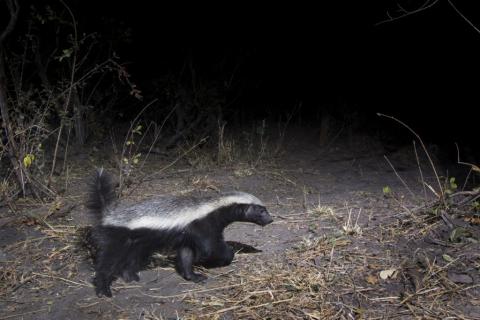 Honey badger