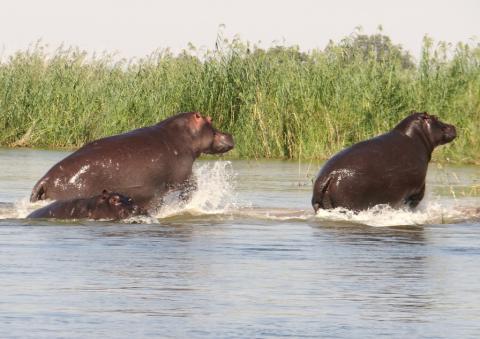Hippopotamus