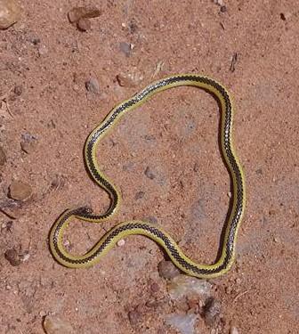 Kalahari Purple-glossed Snake