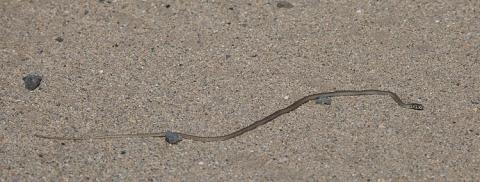 Karoo Sand Snake