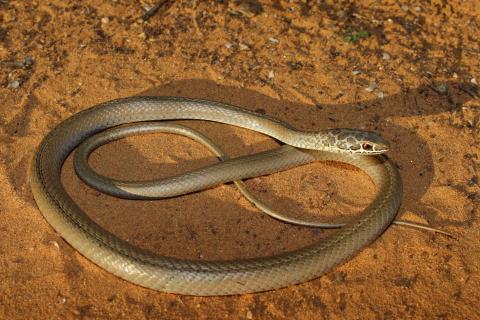 Leopard Sand Snake