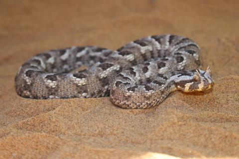 Many-horned Adder