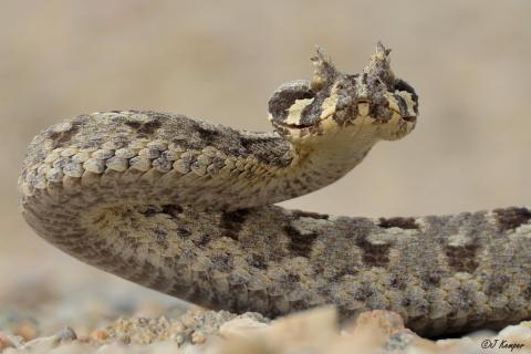 Many-horned Adder