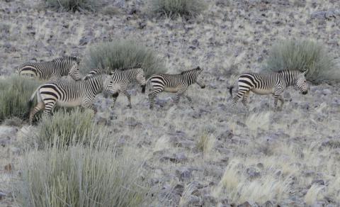 Mountain Zebra