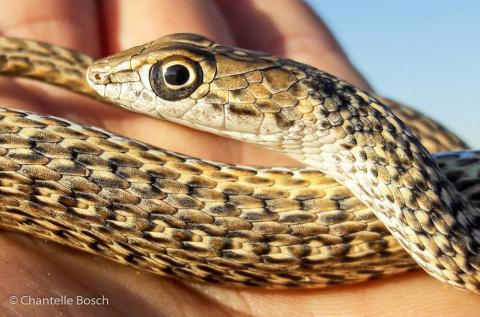 Namib Sand Snake