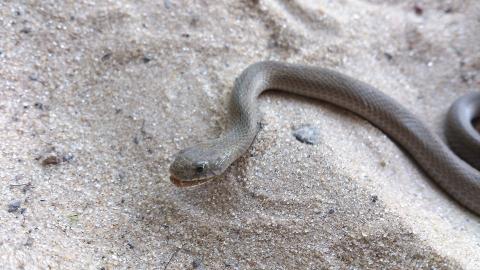 Olive Marsh Snake