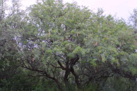 Prosopis velutina