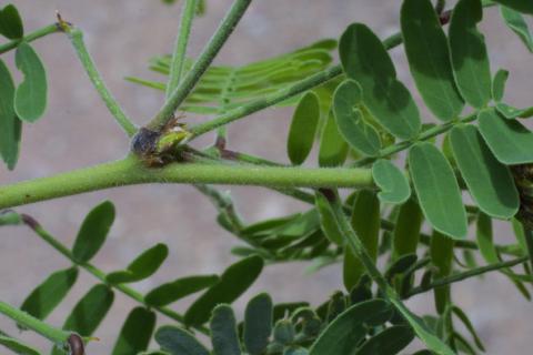 Prosopis velutina