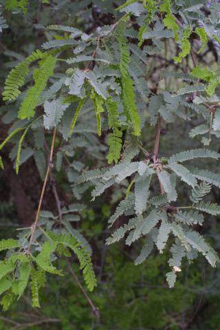 Prosopis velutina
