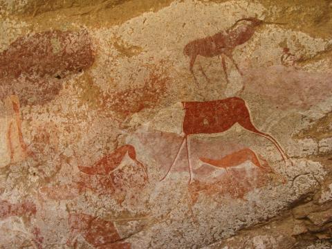 Painted bichrome antelope