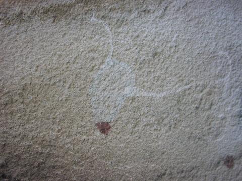 Painted ostrich white with dark brown tail