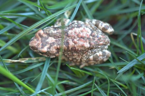 Pygmy Toad, Dombe