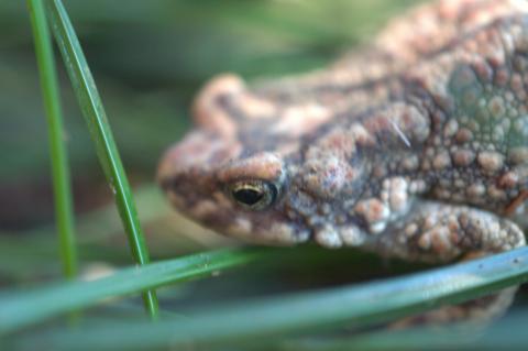 Pygmy Toad, Dombe