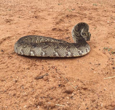 Puff Adder