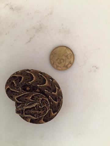Puff Adder, neonate