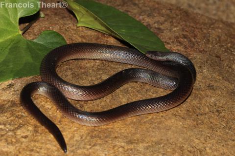 Bibron's Stiletto Snake