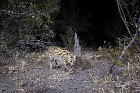 Serval