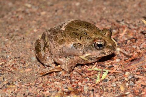 Sand Frog, Damaraland