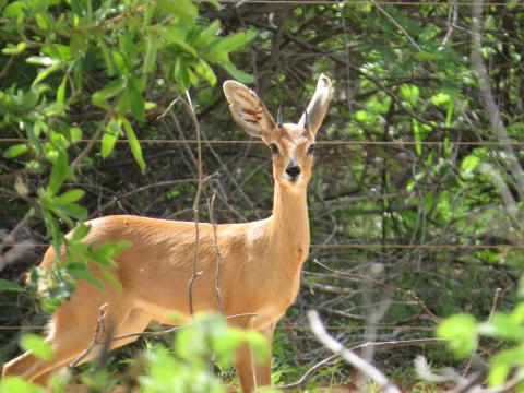 Steenbok