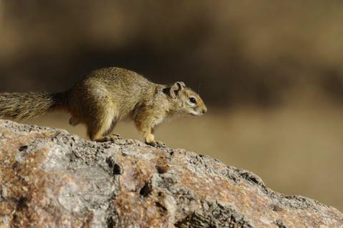 Tree squirrel