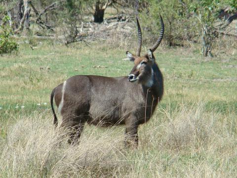 Waterbuck