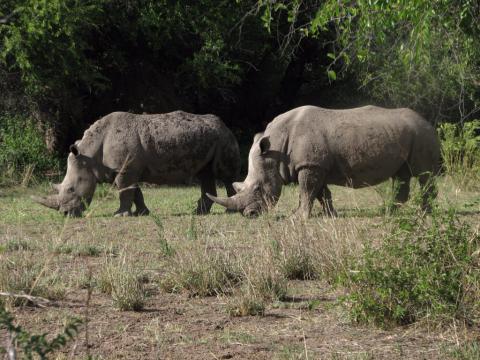 White Rhinoceros