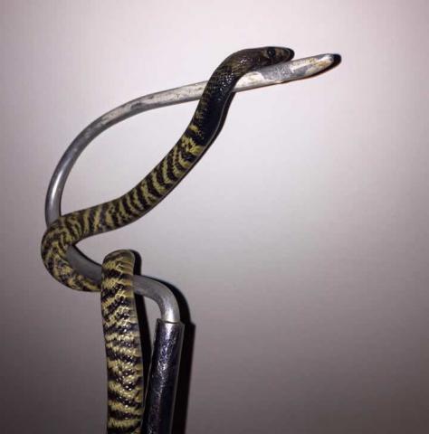 Western Barred Spitting Cobra - hatchling