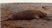 Southern elephant seal