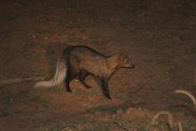 White-tailed mongoose