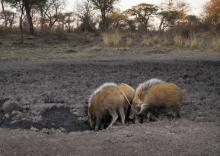 Pig, Bush