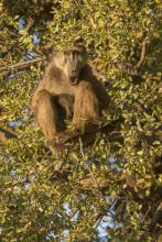 Chacma baboon