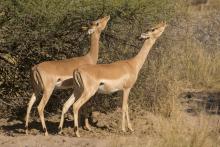 Common impala