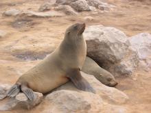Cape fur seal