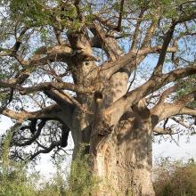 Adansonia digitata