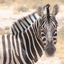 Burchell's zebra