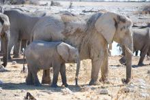 African elephant
